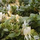 Buy Lonicera japonica Halliana online from Jacksons Nurseries