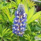 Buy Lupinus The Governor (Lupins) online from Jacksons Nurseries