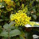 Buy Mahonia aquifolium Apollo (Oregon Grape) online from Jacksons Nurseries