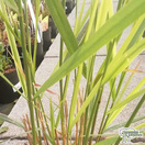 Buy Panicum virgatum Squaw (Switch grass 'Squaw') online from Jacksons Nurseries