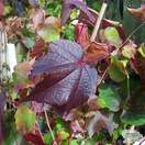 Buy Parthenocissus tricuspidata Veitchii online from Jacksons Nurseries
