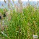 Buy Pennisetum alopecuroides Hameln (African Feather Grass) online from Jacksons Nurseries