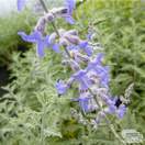 Buy Perovskia Blue Spire (Russian Sage) online from Jacksons Nurseries