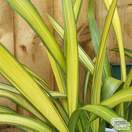 Buy Phormium Yellow Wave (New Zealand Flax) online from Jacksons Nurseries