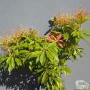Buy Pieris Forest Flame (Lily-of-the-Valley Shrub) online from Jacksons Nurseries