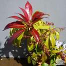 Buy Pieris japonica Katsura (Lily of the Valley Shrub) online from Jacksons Nurseries