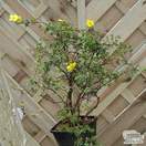 Buy Potentilla fruticosa Elizabeth (Cinquefoil) online from Jacksons Nurseries