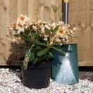 Buy Rhododendron Bernstein (Hybrid Rhododendron) online from Jacksons Nurseries