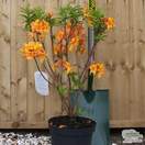 Buy Rhododendron Golden Eagle (Deciduous Hybrid Azalea) online from Jacksons Nurseries