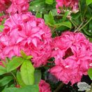 Buy Azealea ex/knap Homebush (Deciduous Hybrid Azalea) online from Jacksons Nurseries