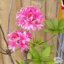 Buy Rhododendron Homebush (Deciduous Hybrid Azalea) online from Jacksons Nurseries