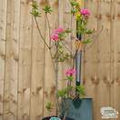 Buy Rhododendron Homebush (Deciduous Hybrid Azalea) online from Jacksons Nurseries