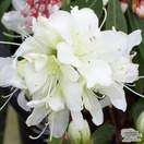 Buy Azalea japonica Palestrina (Evergreen Dwarf Japanese Azalea) online from Jacksons Nurseries