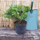 Buy Rhododendron Palestrina (Evergreen Dwarf Japanese Azalea) online from Jacksons Nurseries