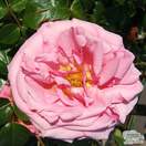 Buy Rosa Aloha online from Jacksons Nurseries