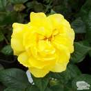 Buy Rosa Golden Wedding (Celebration Floribunda Rose) online from Jacksons Nurseries