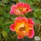 Buy Rosa Rainbow Magic (Patio Rose) online from Jacksons Nurseries