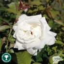 Buy Rosa Silver Anniversary (Celebration Hybrid Tea Rose) online from Jacksons Nurseries