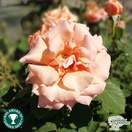 Buy Rosa Warm Wishes (Celebration Hybrid Tea Rose) online from Jacksons Nurseries