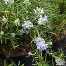 Buy Rosmarinus officinalis Prostratus Group (Rosemary) online from Jacksons Nurseries
