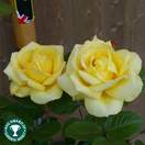 Buy Rosa Arthur Bell (Floribunda Rose) online from Jacksons Nurseries