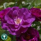 Buy Rosa Rhapsody in Blue (Celebration Floribunda Rose) online from Jacksons Nurseries