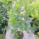 Buy Arbutus unedo (Strawberry-tree) online from Jacksons Nurseries