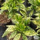 Buy Aucuba japonica Crotonifolia (Spotted Laurel) online from Jacksons Nurseries