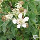 Buy Blackberry - Rubus fruticosus Oregon Thornless online from Jacksons Nurseries