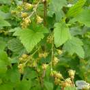 Buy Blackcurrant - Ribes nigrum Ben Lomond online from Jacksons Nurseries