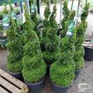Buy Buxus sempervirens Spiral (Common Box) online from Jacksons Nurseries