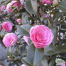 Buy Camellia EG Waterhouse online from Jacksons Nurseries