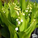 Buy Convallaria Majalis (Lily of the Valley) online from Jacksons Nurseries