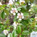 Buy Cotoneaster x suecicus Coral Beauty (Dwarf Weeping Cotoneaster) online from Jacksons Nurseries