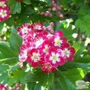 Buy Crataegus laevigata Crimson Cloud (Hawthorn Crimson Cloud) online from Jackson's Nurseries.