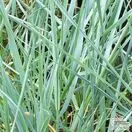 Buy Elymus magellanicus online from Jacksons Nurseries