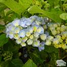 Buy Hydrangea macrophylla Bodensee (Hydrangea Mophead) online from Jacksons Nurseries