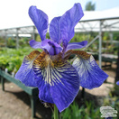 Buy Iris sibirica Blue Moon (Iris Sibirica) online from Jacksons Nurseries