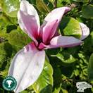 Buy Magnolia liliiflora Nigra (Magnolia) online from Jacksons Nurseries