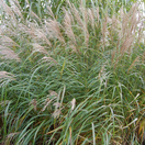 Buy Miscanthus sinensis Silberfeder (Silver Grass) online from Jacksons Nurseries