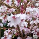Buy Prunus incisa Mikinori (Japanese Cherry) online from Jacksons Nurseries