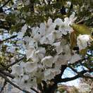 Buy Prunus serrulata Tai Haku (Hill Cherry) online from Jacksons Nurseries