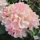 Buy Rhododendron Bashful (Yakushimanum Rhododendron) online from Jacksons Nurseries