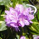 Buy Rhododendron Goldflimmer (Hybrid Rhododendron) online from Jacksons Nurseries