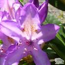 Buy Rhododendron Lees Dark Purple online from Jacksons Nurseries