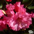 Buy Rhododendron Linda online from Jacksons Nurseries