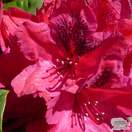 Buy Rhododendron Lord Roberts (Hybrid Rhododendron) online from Jacksons Nurseries