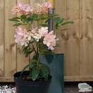 Buy Rhododendron Percy Wiseman (Yakushimanum Rhododendron) online from Jacksons Nurseries
