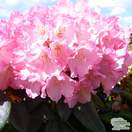 Buy Rhododendron Polaris online from Jacksons Nurseries
