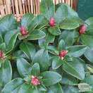 Buy Rhododendron Scarlet Wonder (Dwarf Rhododendron) online from Jacksons Nurseries